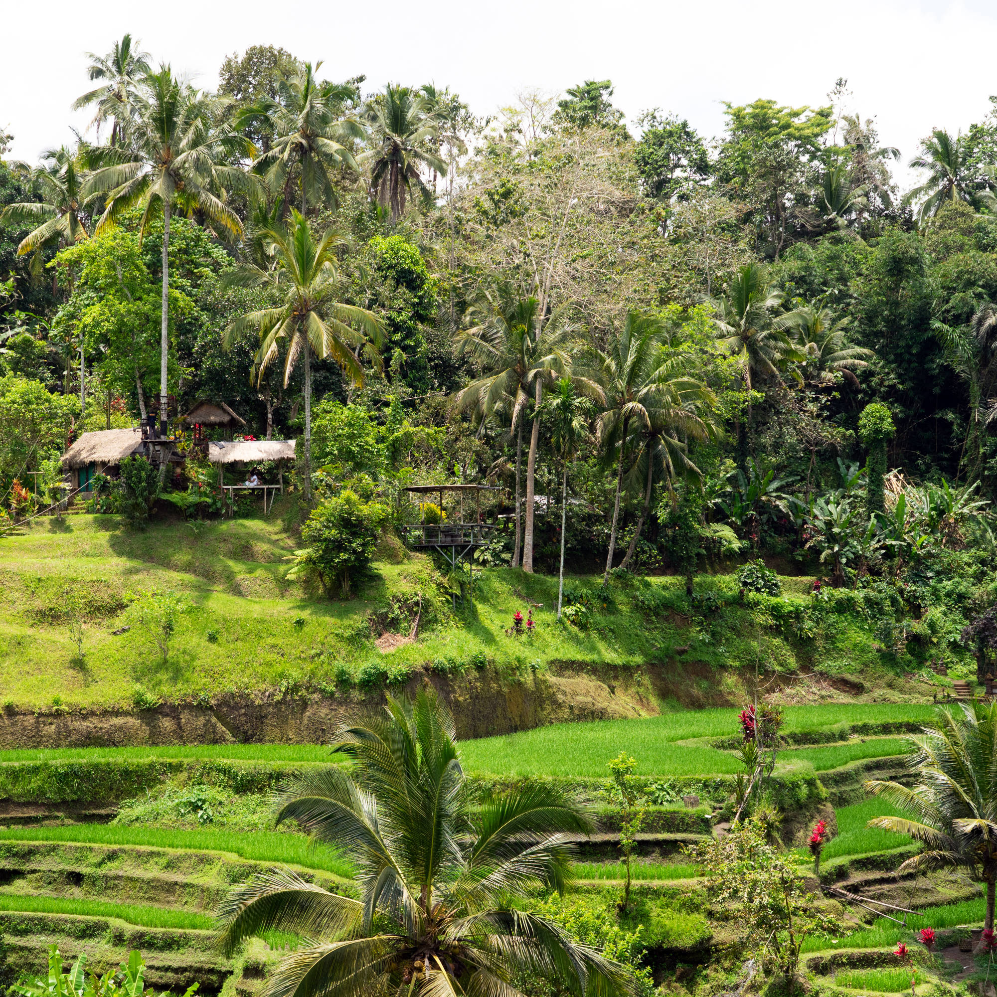 in the rice fields