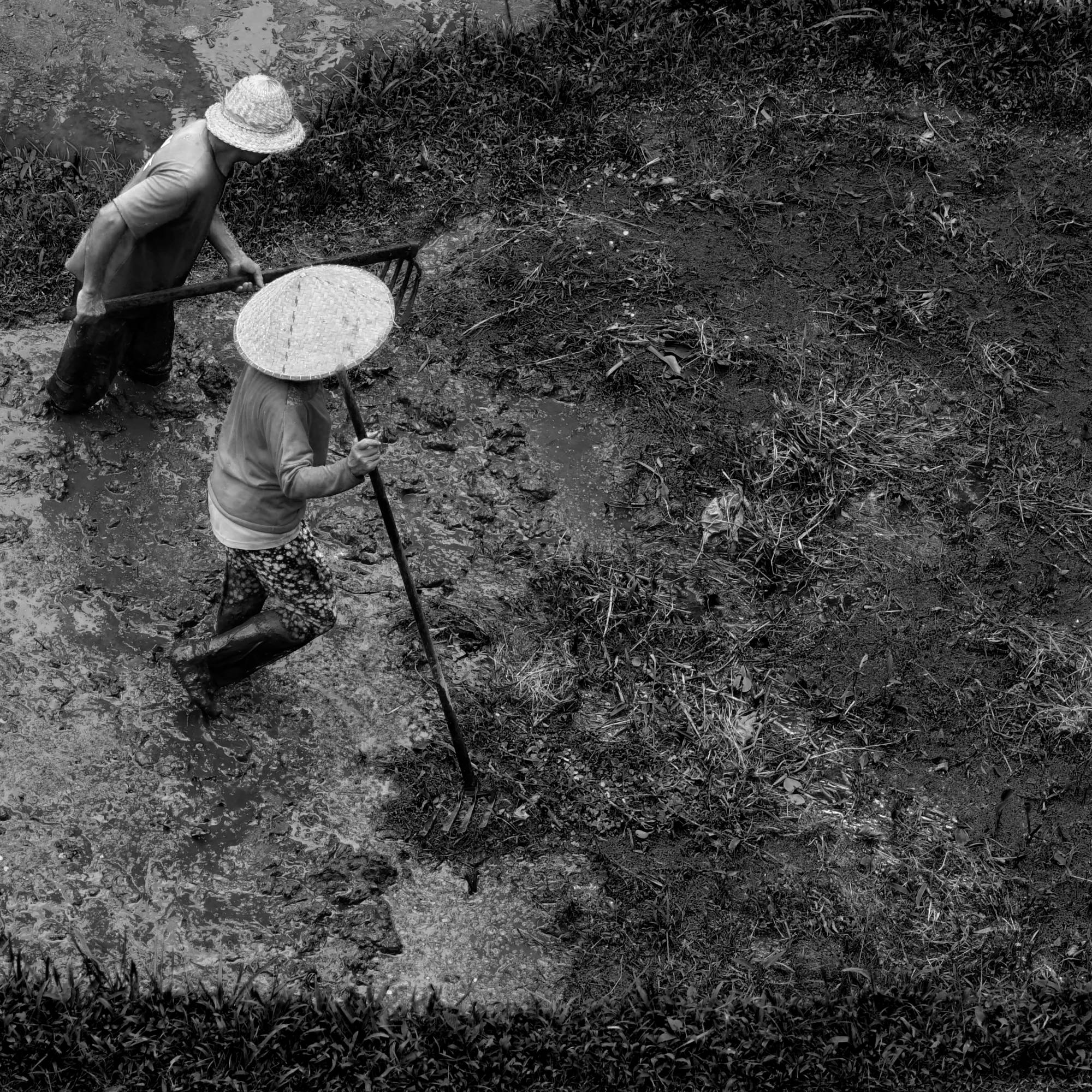in the rice fields