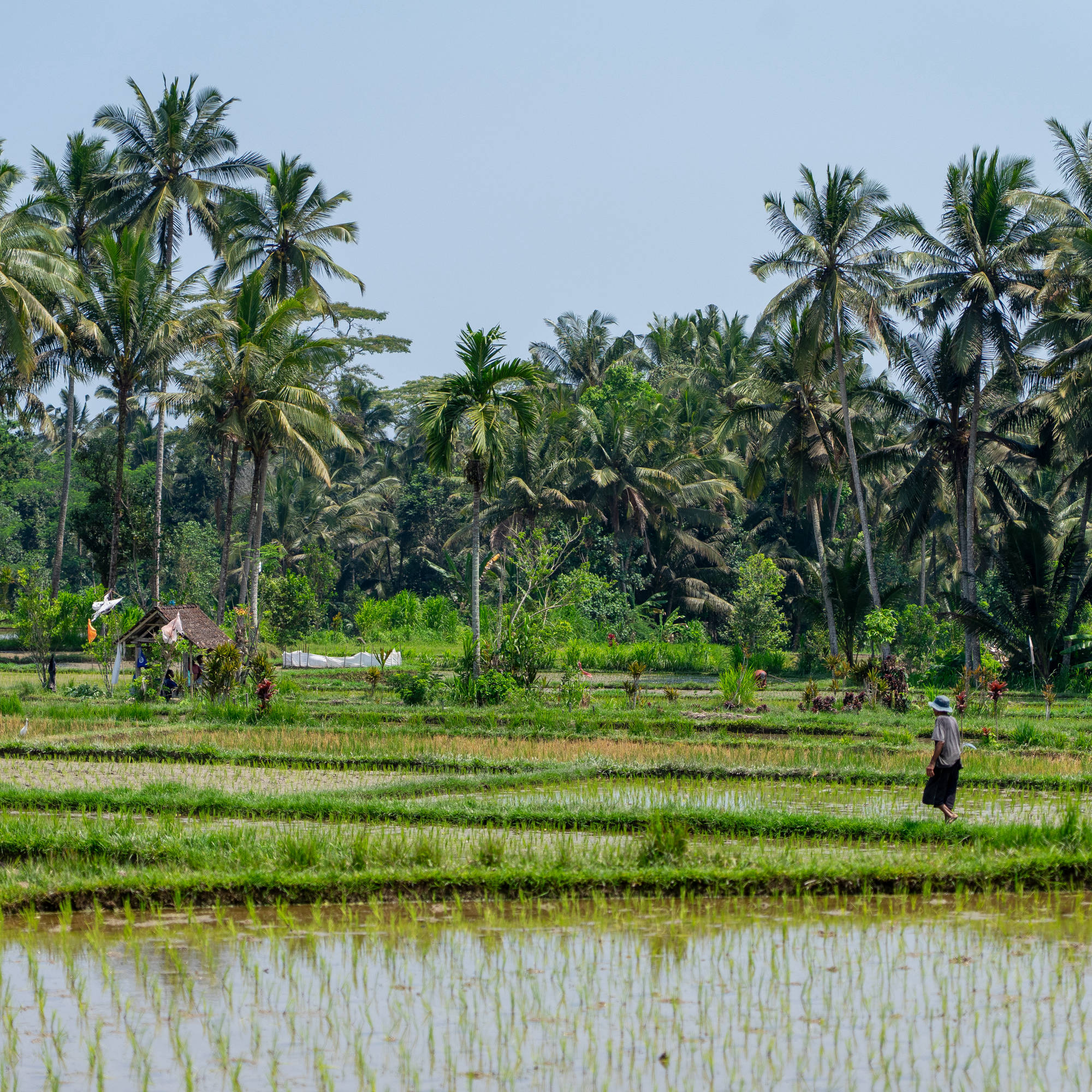 in the rice fields