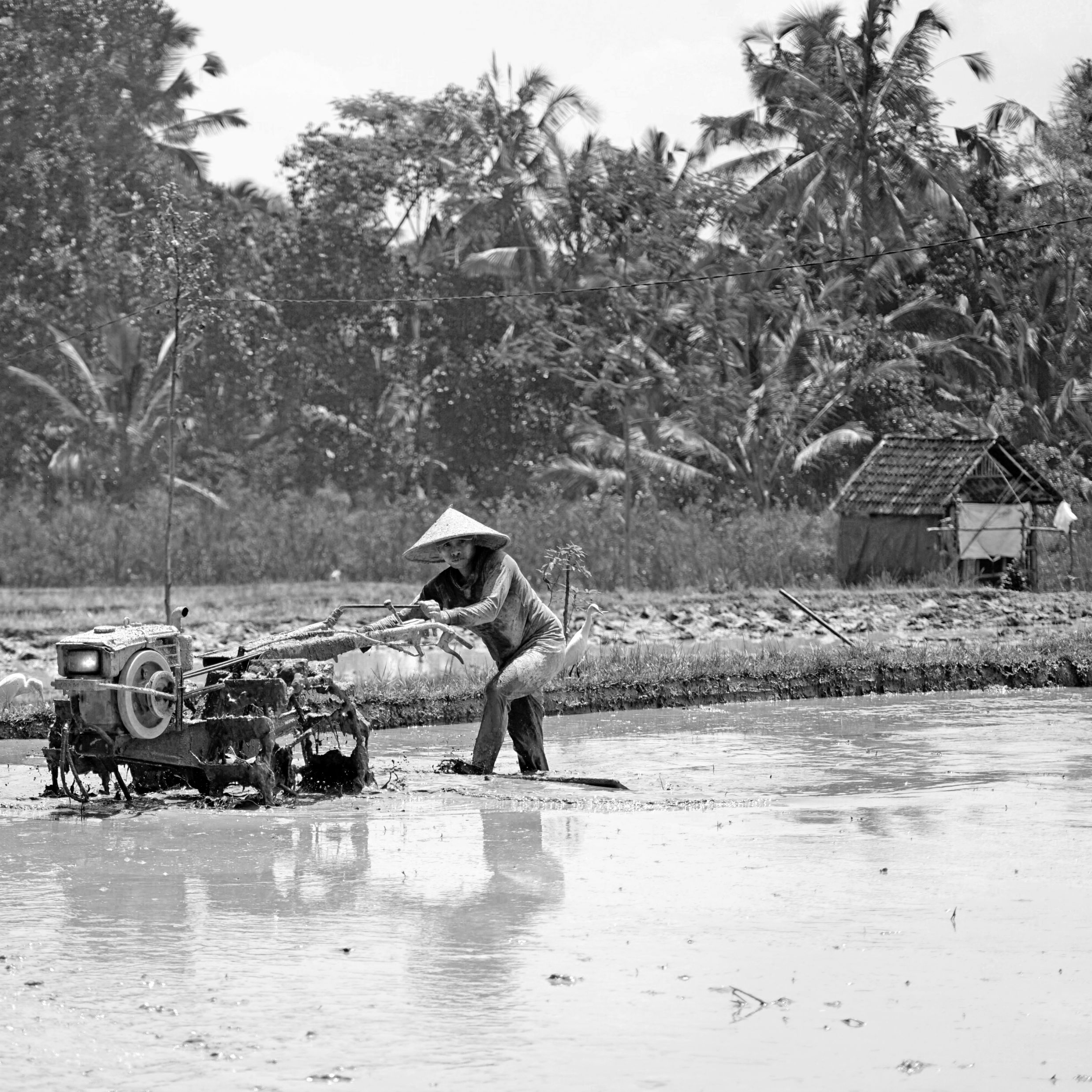in the rice fields