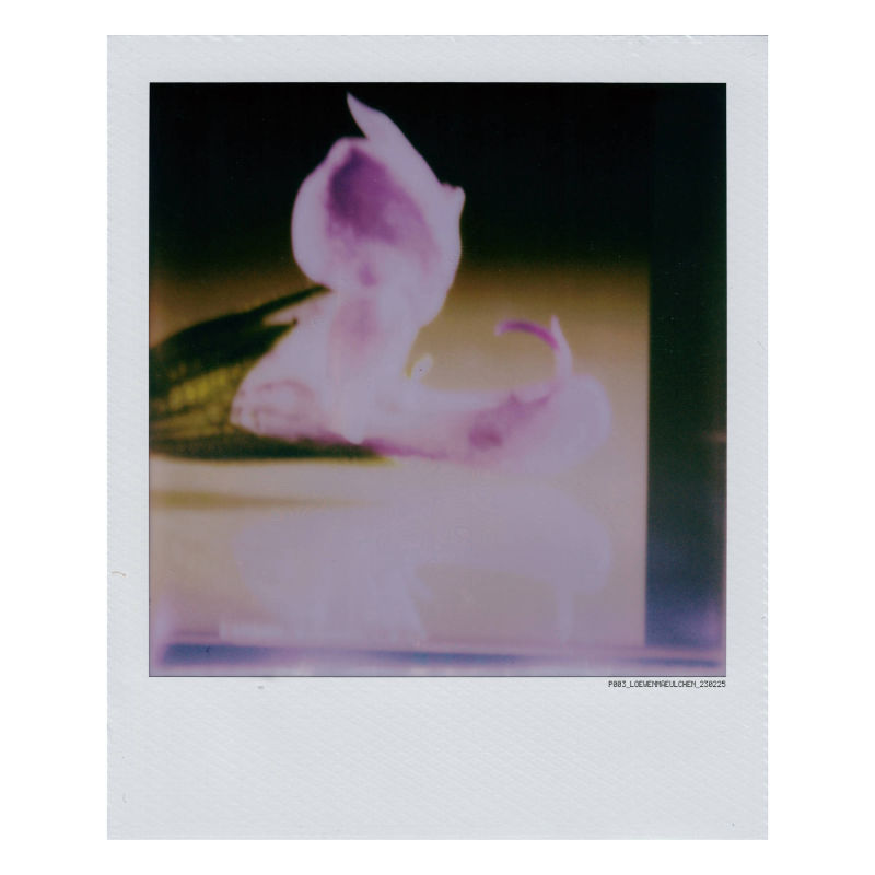 polaroid