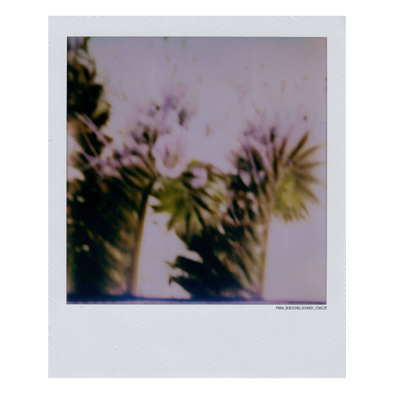 polaroid