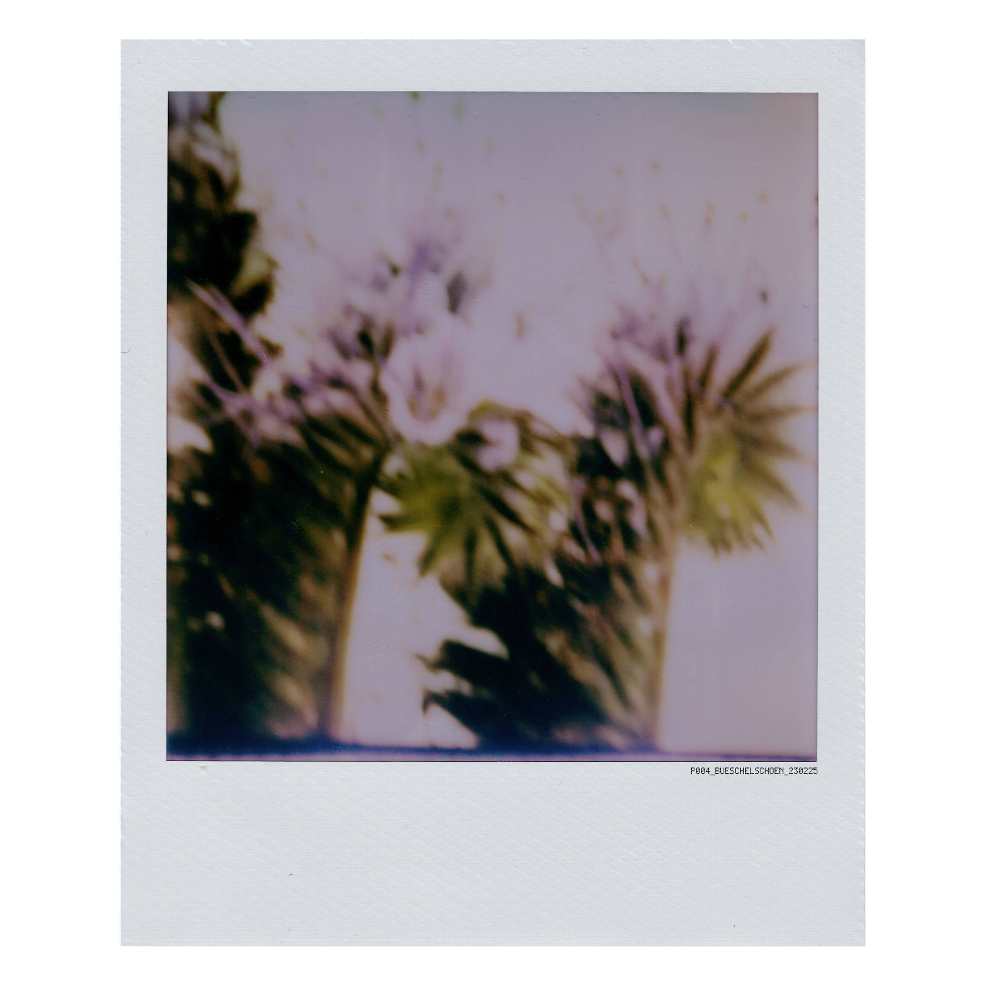 polaroid