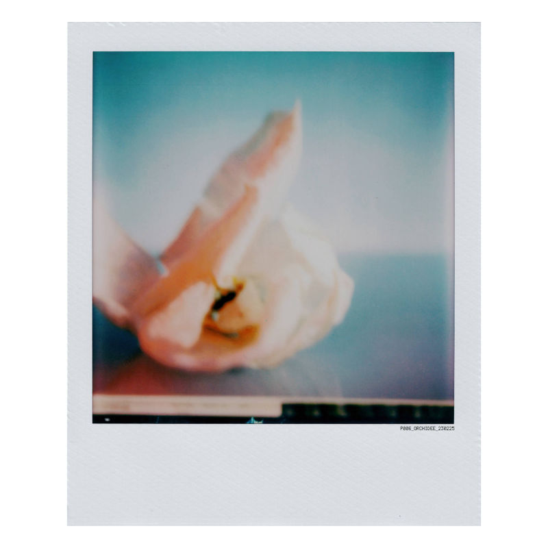 polaroid