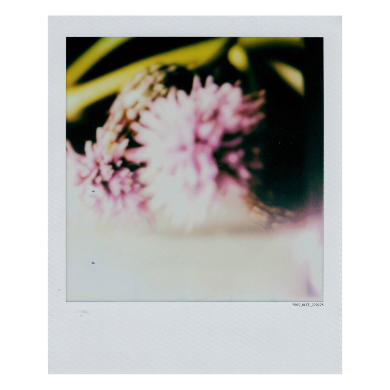 polaroid