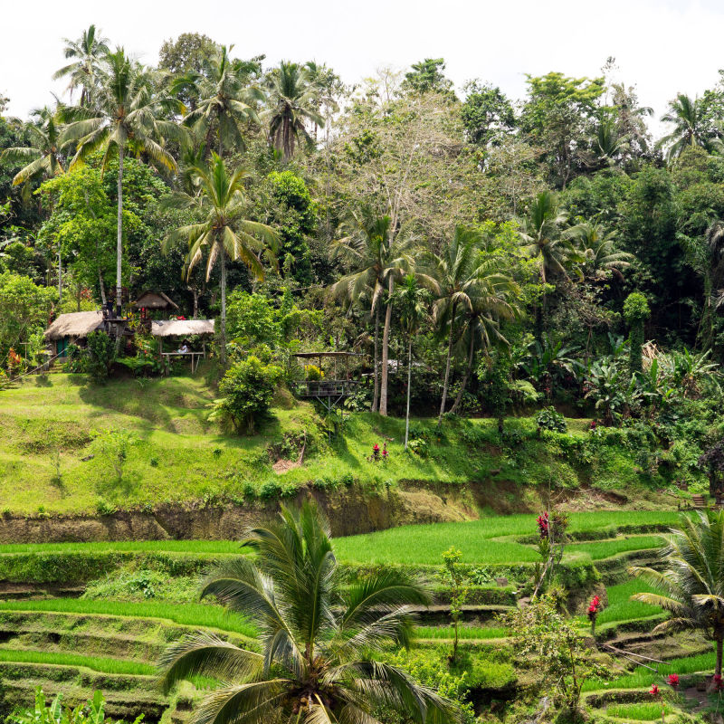 in the rice fields
