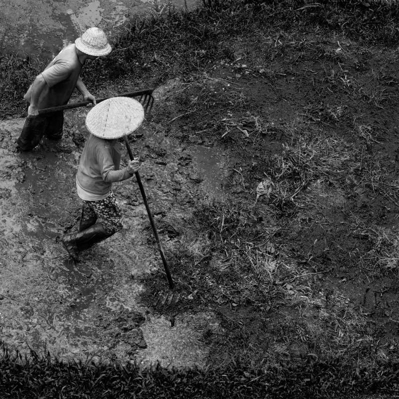 in the rice fields