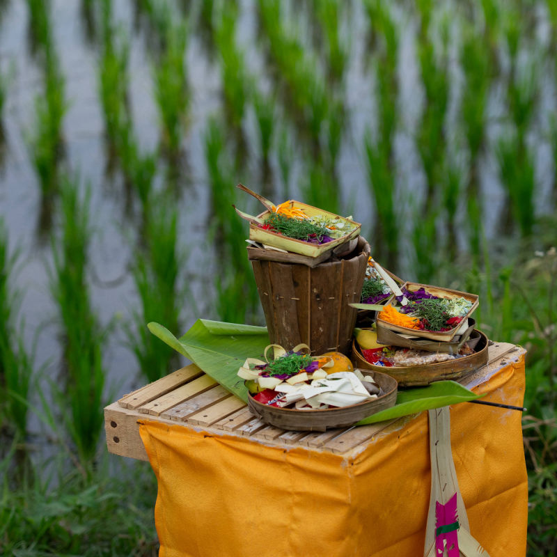 in the rice fields