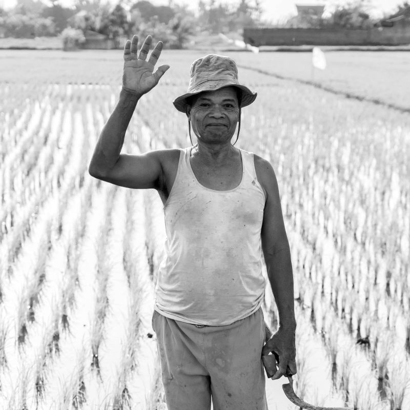 in the rice fields