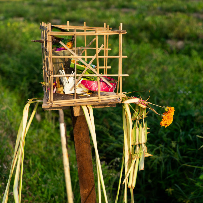 in the rice fields