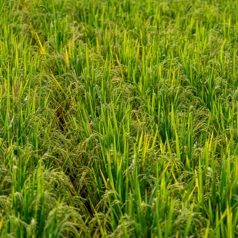 in the rice fields