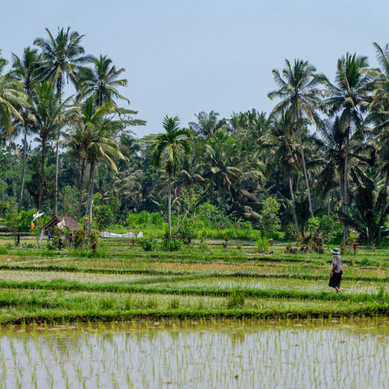 in the rice fields