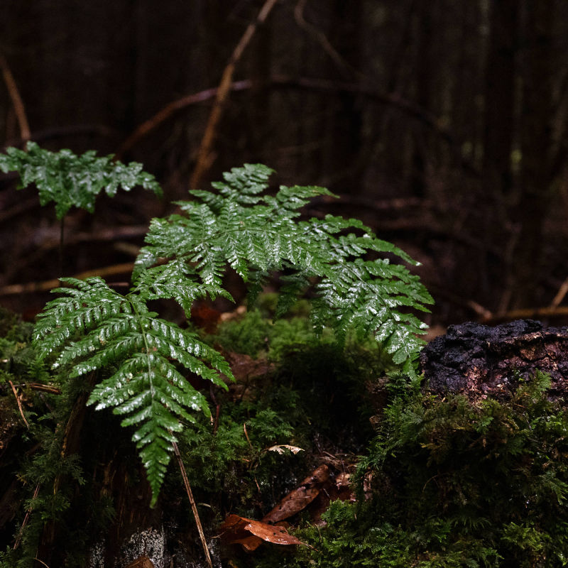 forest bathing