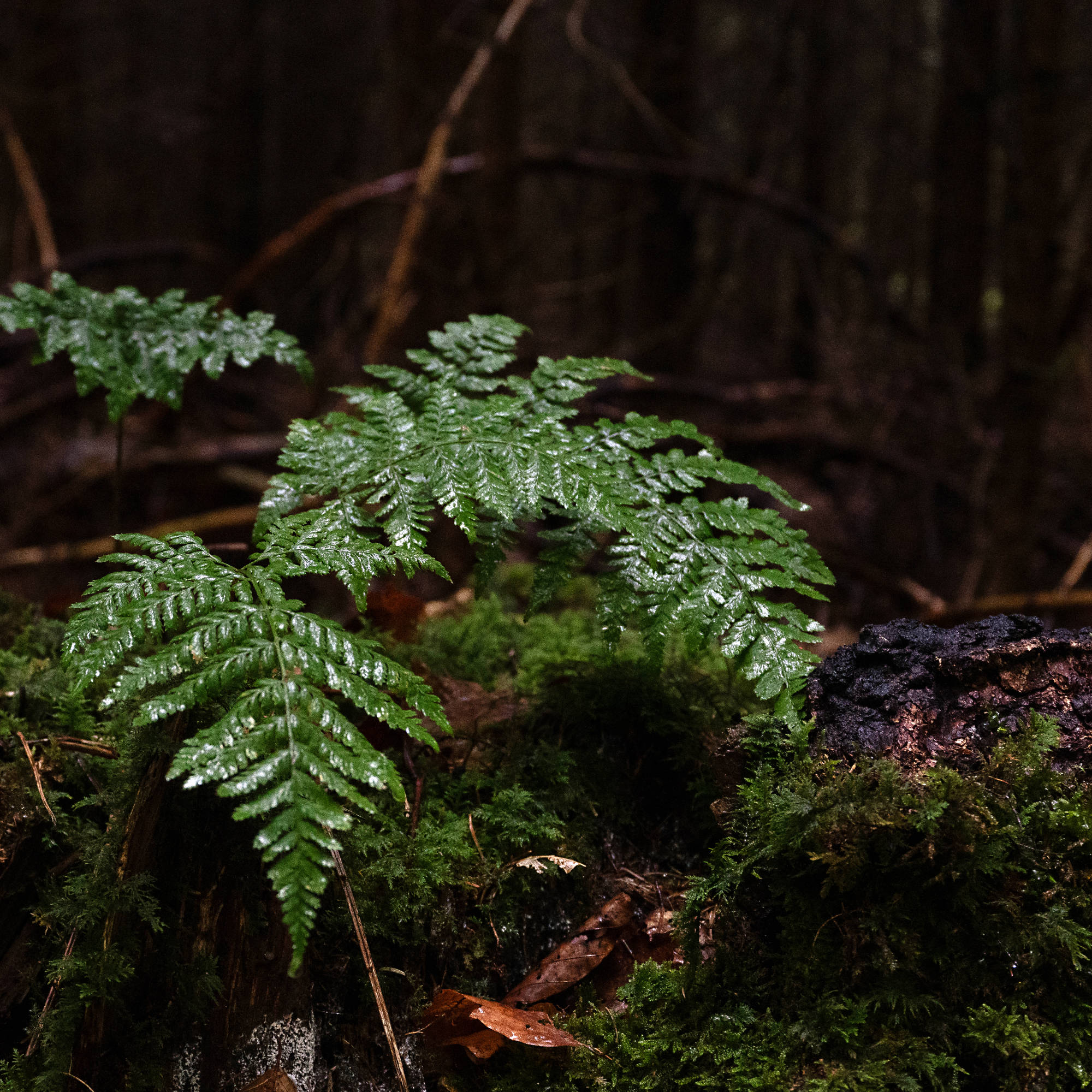 forest bathing