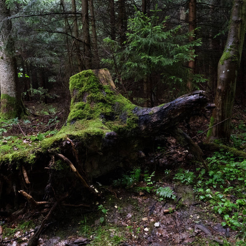 forest bathing