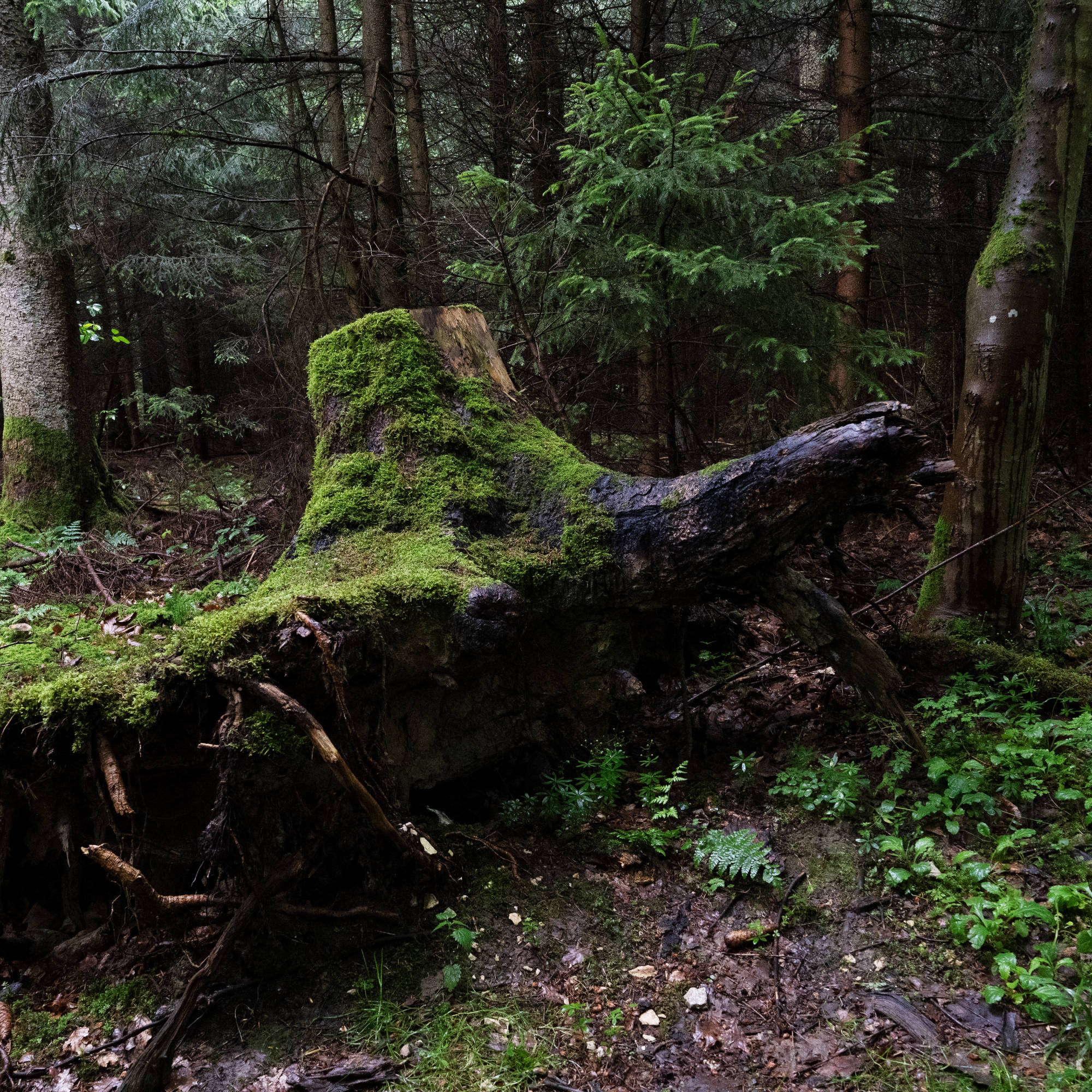 forest bathing