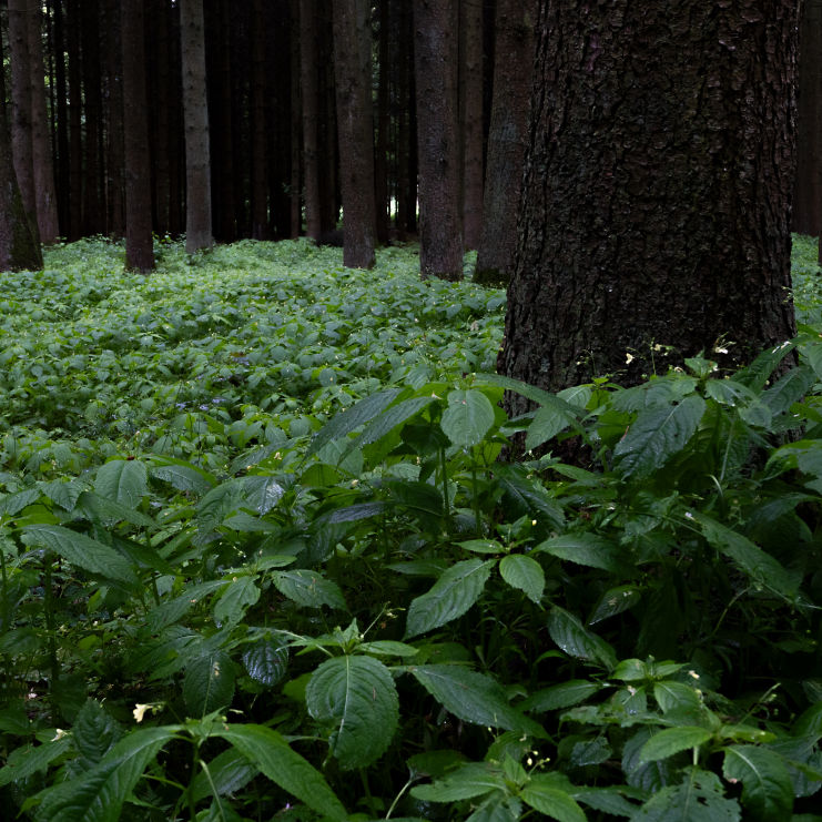 forest bathing
