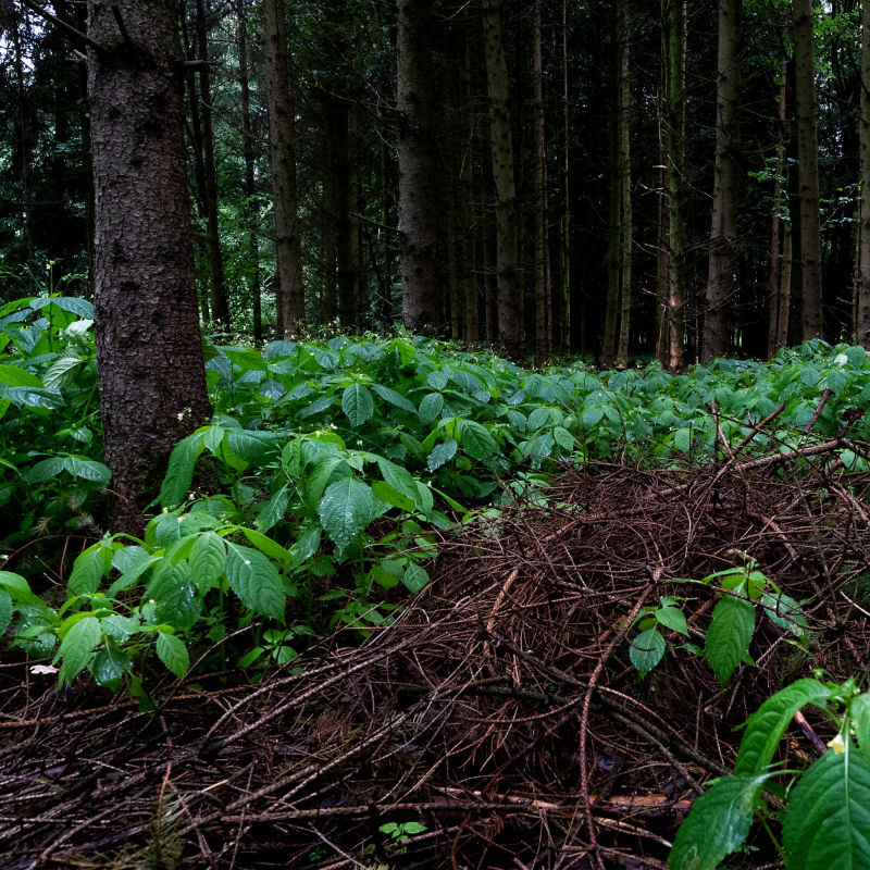 forest bathing