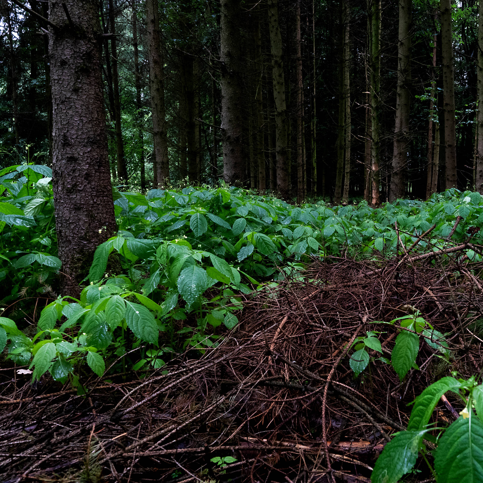 forest bathing