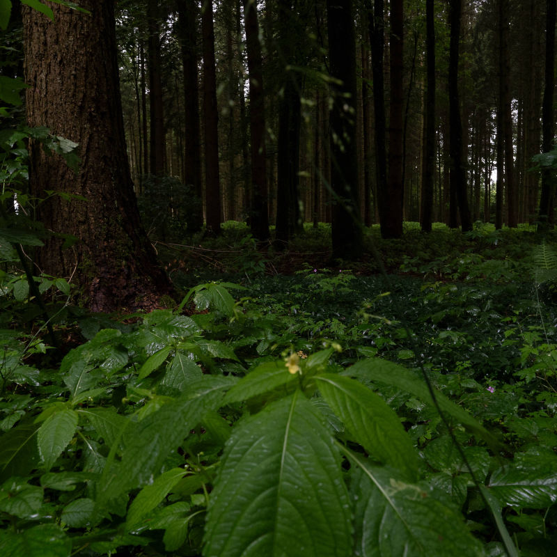 forest bathing