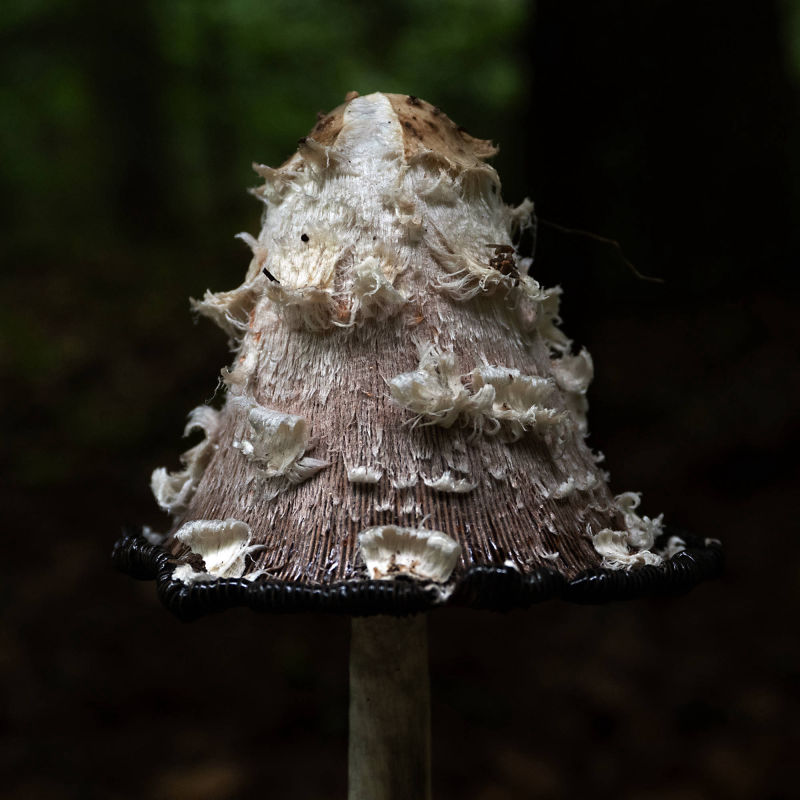 forest bathing