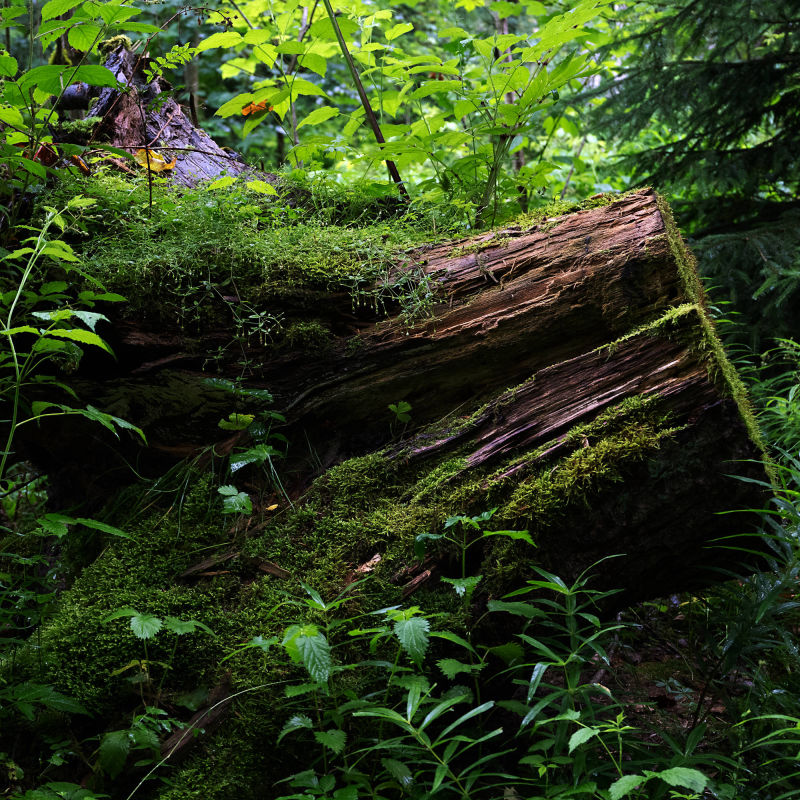 forest bathing