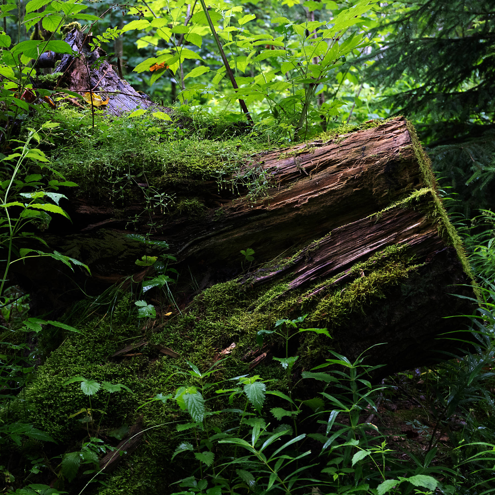 forest bathing
