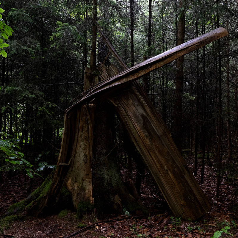 forest bathing
