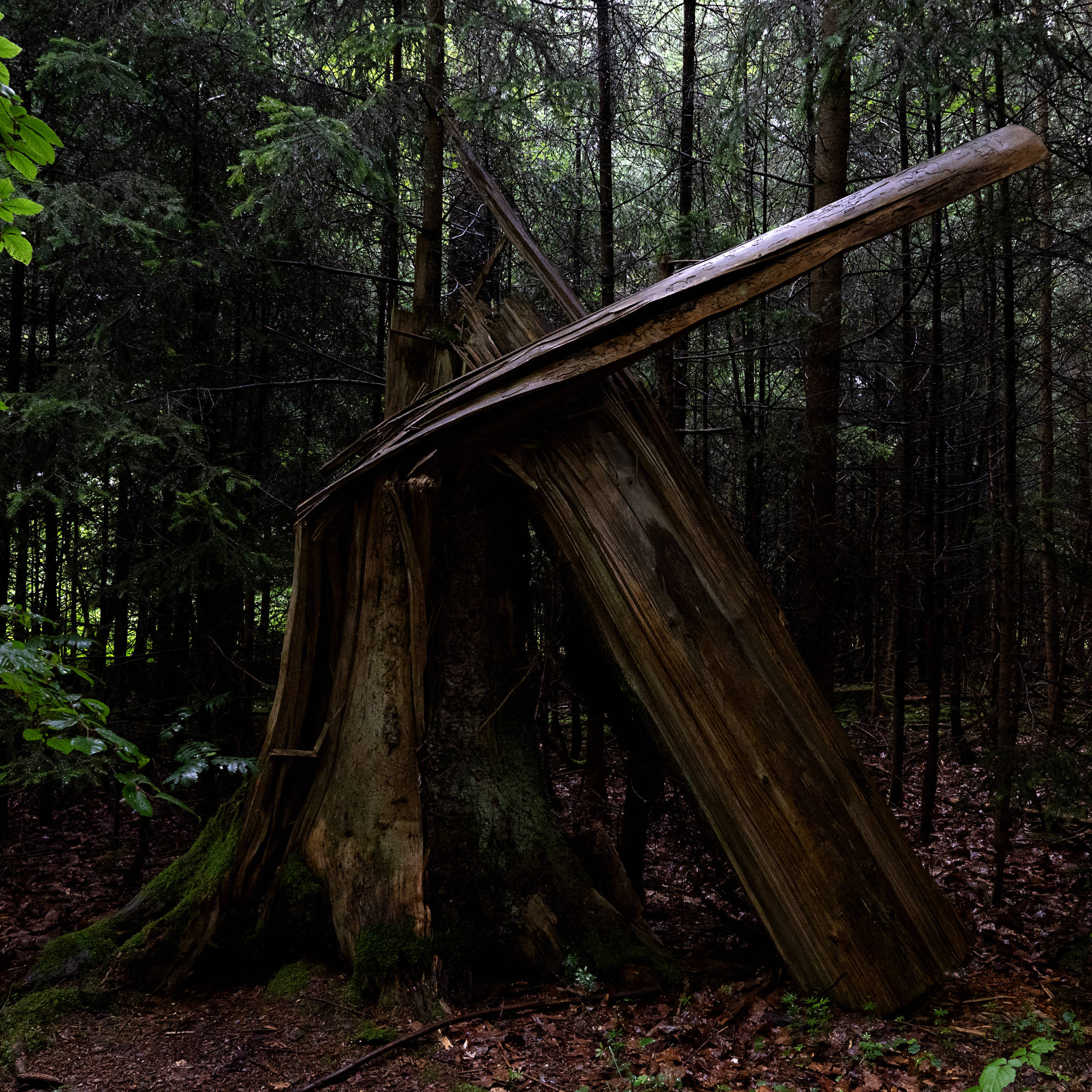 forest bathing