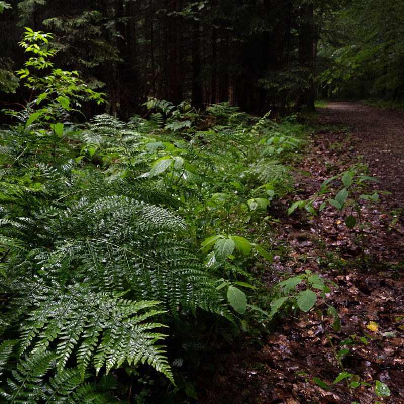 forest bathing